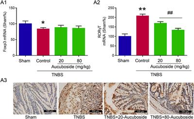 Aucuboside Inhibits the Generation of Th17 Cells in Mice Colitis